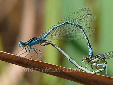 Šidélko páskované (Coenagrion puella) 9289